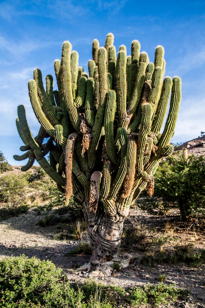 Cactus - Tupiza, Bolivia
